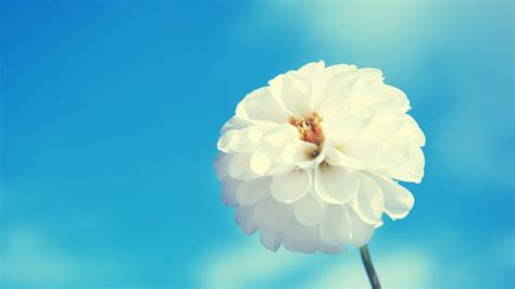 White Flower Hd Wallpapers On Wallpaperdog