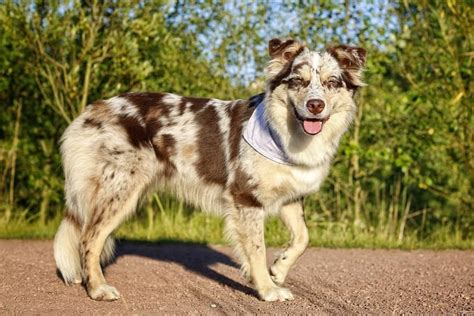 Everything You Need To Know About The Short Haired Australian Shepherd Anything German Shepherd