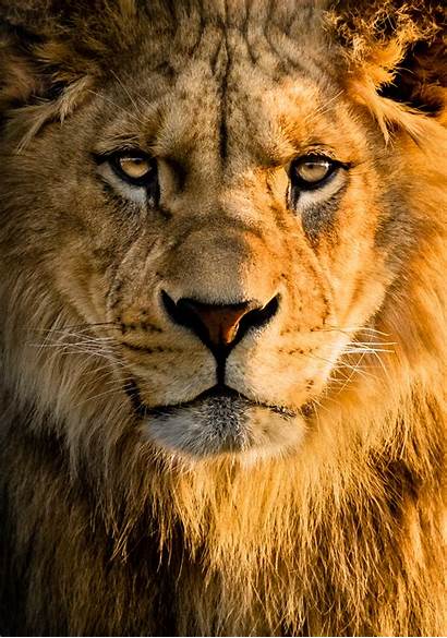 Lion Face Cat Glance Predator