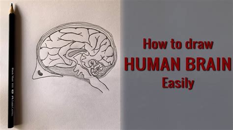 How To Draw Human Brain Step By Step For Beginners And 10th Std