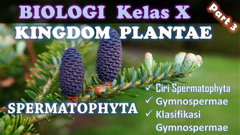 Kingdom Plantae Part Tumbuhan Berbiji Spermatophyta Biologi