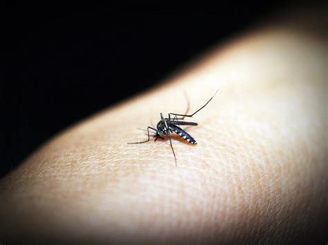 Protection process works to assess your home, implement solutions, and monitor any bed bug problems you may face. Discovery of West Nile Virus Prompts Emergency Mosquito ...