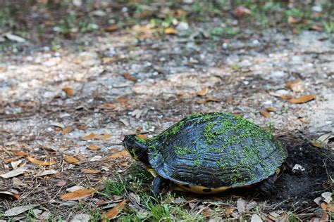 Mitcheci Photos South Carolina Turtle