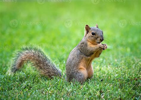 Young Eastern Fox Squirrel Sciurus Niger In The Garden 841271 Stock