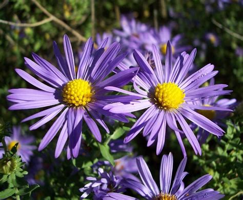Flower duet (the elevator) и другие скачать в mp3 и слушать музыку онлайн. rachel jackson aster | Fall blooming flowers, Virtual ...