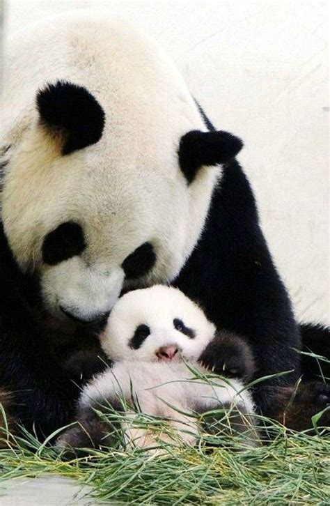 Mama Panda Yuan Yuan Holding Baby Panda Yuan Zai At Taipei City Zoo