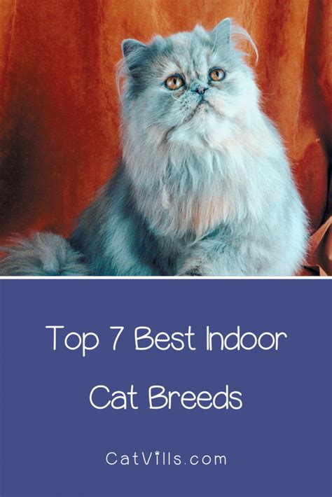 7 Best Indoor Cat Breeds Cat Breeds Indoor Cat Best