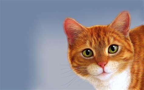 Orange Cat Wallpapers Top Free Orange Cat Backgrounds Wallpaperaccess