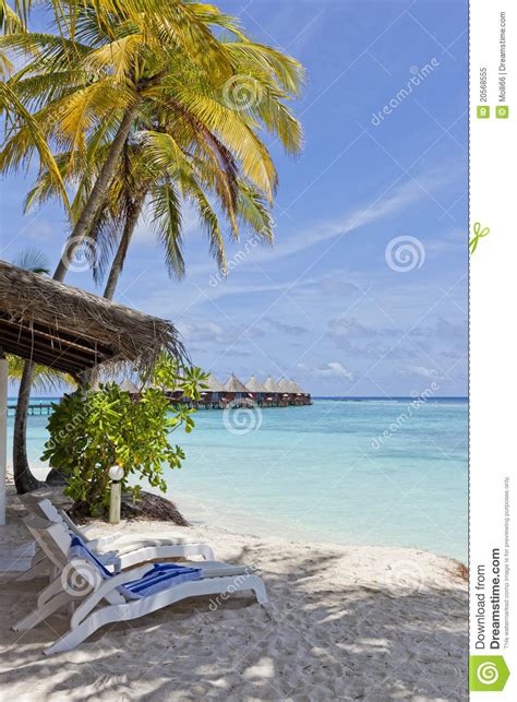 Beach Chairs Under Palm Tree Royalty Free Stock Photo