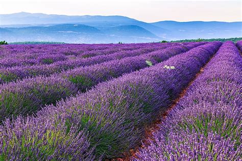 Lavender Fields Of Provence Unique Places Around The World Worldatlas