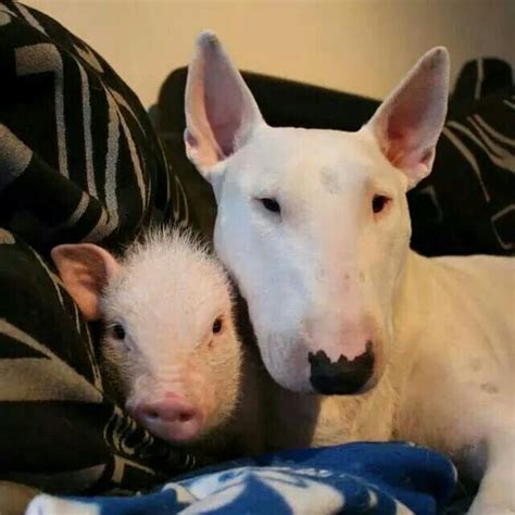 english bull terriers  unusual friends page     paws