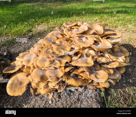 Honey Fungus Growing On Old Tree Stump The Cotswolds Upper Rissington