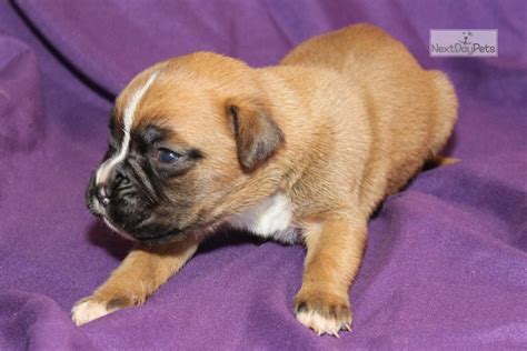 If you are looking to adopt a puppy or buy a dog, but haven't settled on a breed take a look here! Sable: Boxer puppy for sale near Louisville, Kentucky. | 4b8720b9-ed01