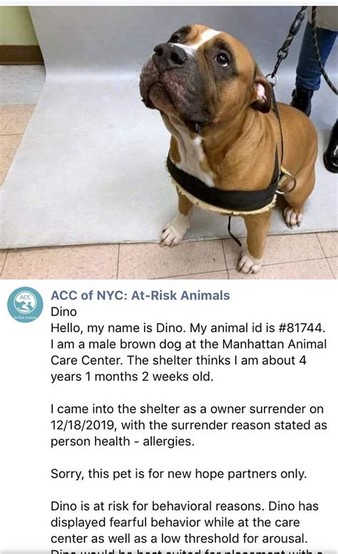 If you are looking to adopt a dog on long island there are numerous rescue organizations and shelters with wonderful. Pin by Thana.t on Staten Island New York in 2020 | Dog ...