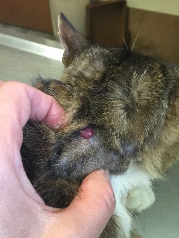 Mast cell tumours are tumours which have arisen from mast cells. lump on cats face Gallery