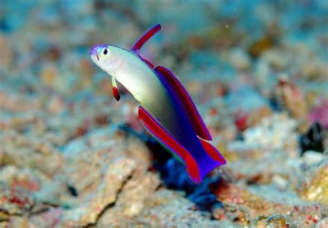 Most Beautiful Fishinvertscorals Reef2reef Saltwater