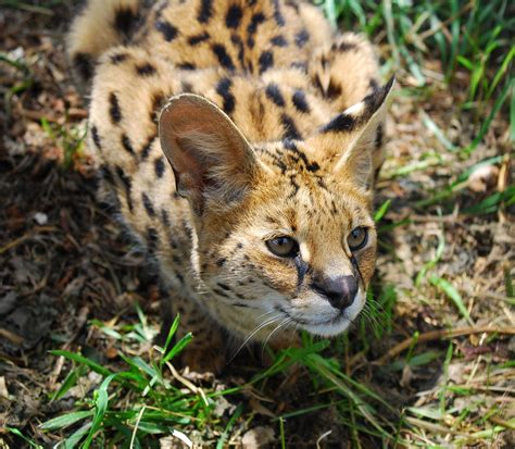 African Wild Cats International Society For Endangered Cats