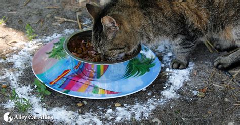 Starting with the stainless steel bowl for the tuna, i found that it fits perfectly inside the plastic container that cds come in.… Alley Cat Allies | Alley Cat Allies' Ant Proof Bowl ...