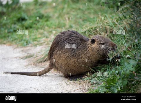 Large Semi Aquatic Rodent Hi Res Stock Photography And Images Alamy