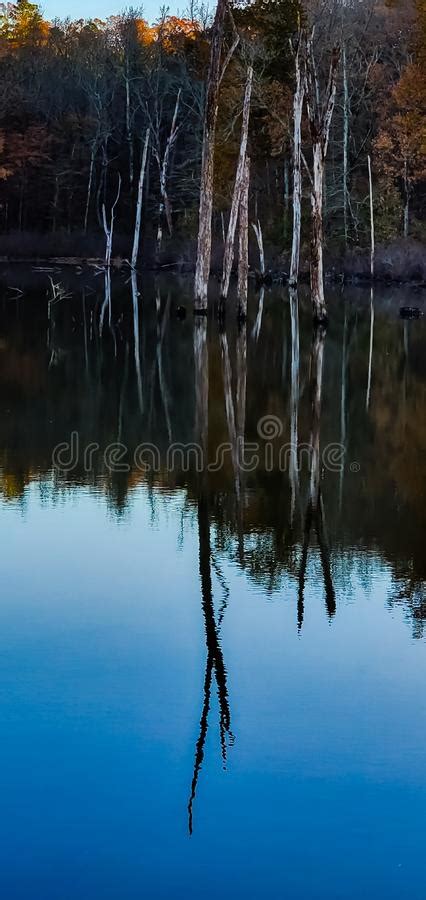 Dead Trees Reflecting On Lake Stock Image Image Of Clouds Thin 8181457