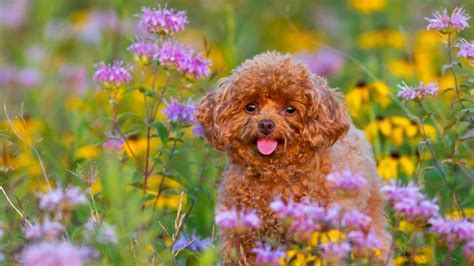 Cute Spring Puppies Wallpapers Wallpaper Cave