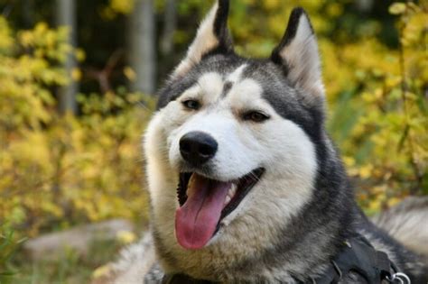 Since they have medium or long, thick coats, and burn a lot of energy quickly, i think that anywhere between 15 and 20% of fat is suitable for a husky. The 8 Best Dog Foods for Siberian Huskies  2021 Reviews 