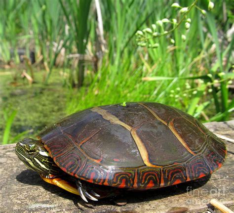 Eastern Painted Turtle Photograph By Joshua Bales