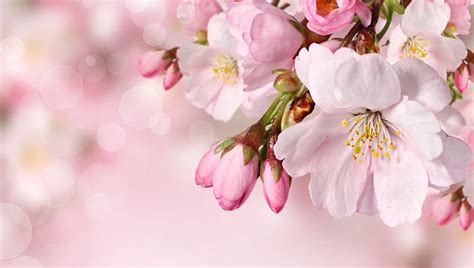 Cherry Blossom Sweet Fragrant Fresh Flowers Spring Buds Plum