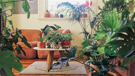 Before you know it, you're a collector, always looking for something new. 10 fail-safe plants to keep indoors | WYZA Australia