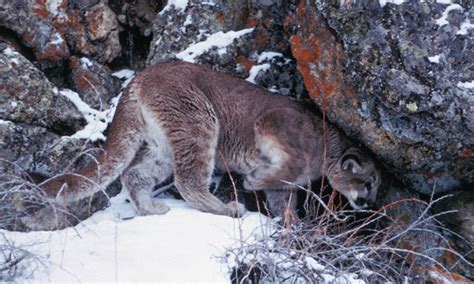 Mountain Lion Hunting Information Idaho Fish And Game