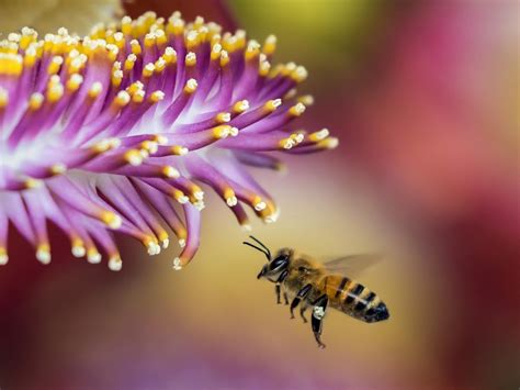 ¿por qué son importantes las abejas para la naturaleza