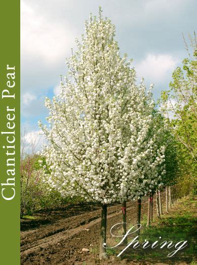 Hanki 59.660 sekunnin flowering spring pear tree and arkistovideomateriaali, jonka nopeus on 29.97fps. Chanticleer Pear Tree | Ornamental trees landscaping ...