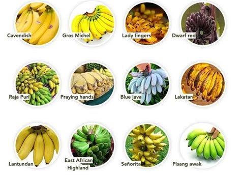 Types Of Bananas Food Green Beans Vegetables