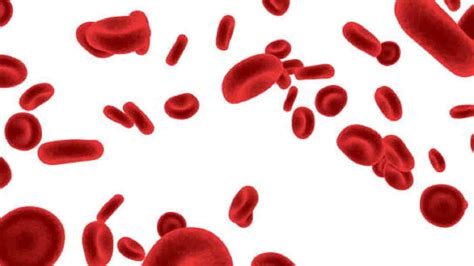 Jenis Sel Darah Putih Dalam Tubuh Manusia Yang Perlu Diketahui Hot
