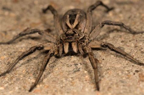 7 Of The World's Most Poisonous Spiders And Where You Can Find Them