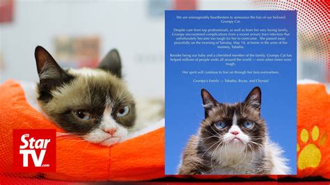 Internet Famous Grumpy Cat Passes Away At Age 7