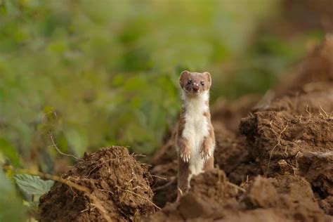 Least Weasel Facts Critterfacts