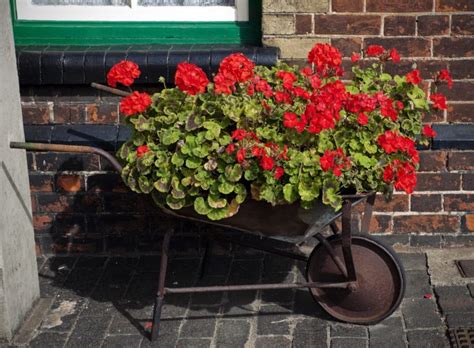 27 Wheelbarrow Planter Ideas Garden Outline