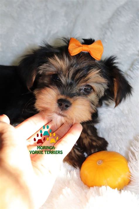 The morkie dog is a playful, designer breed. Available Micro Teacup Yorkies* Toy Yorkie Puppies* Yorkie ...