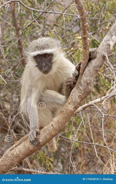 Vervet Monkey On Tree Branch Stock Photo Image 17432810