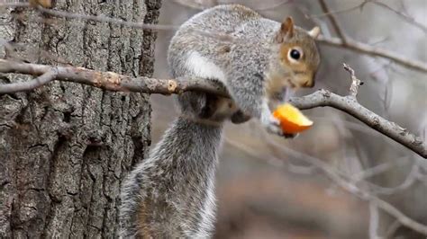 Eastern Gray Squirrel Eating An Orange Central Park Nyc Youtube