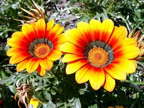 Check spelling or type a new query. Attractive Fresh Flowers Pictures
