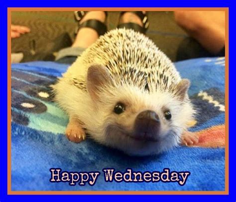Happy Wednesday Funny Animal Memes Funny Animal Pictures Baby