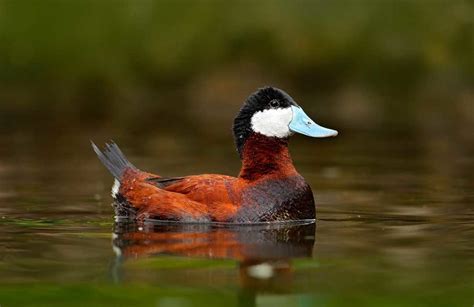 Get To Know This Years Featured World Migratory Bird Day Species The