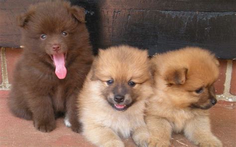 Gorgeous 3/4 chihuahua x 1/4 pomeranian puppies. pomeranian sheepdog photo | Pomeranian Chihuahua Mix Puppies | wallpaper, hd wallpapers ... | Собаки