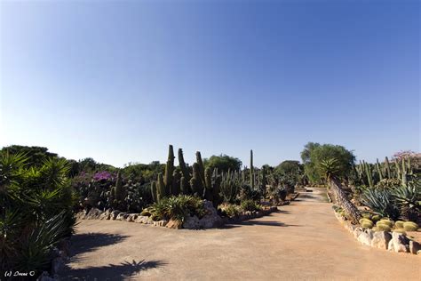 Auf 50.000 m² umfasst er tropische vegetation. Botanischer Garten Botanicactus - Mallorca Portal