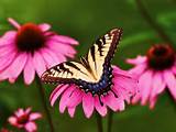 The Butterfly Flower Photos