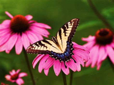 44 Flower Butterfly Wallpaper