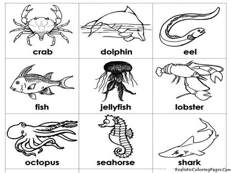 Ocean Animals Coloring Pages Realistic Coloring Pages