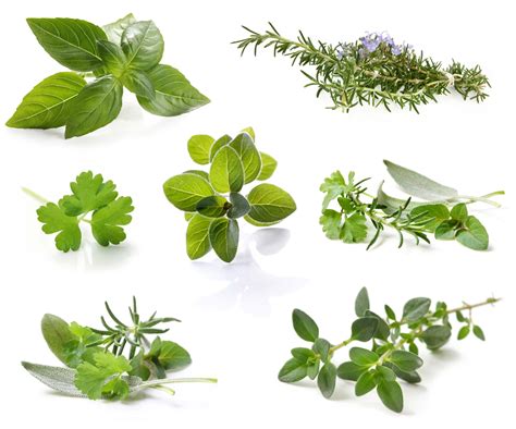 A Guide To Cooking With Fresh Herbs How To Use Fresh Herbs The